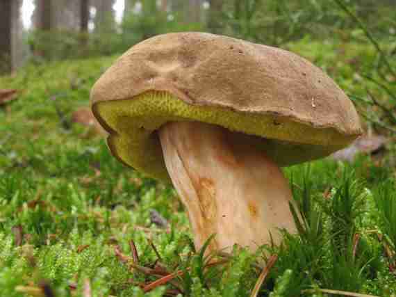  Image name: 00_198 Porcino.jpg 
 width: 570 pixel 
 height: 427 pixel 
 Size: 15949 bytes 
 Click to enlarge 